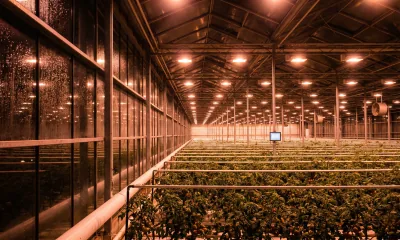 Gärtnerei / Gewächshaus